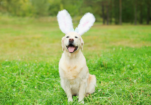 istock Happy Golden Retriever dog with rabbit ears sitting on grass 508618092