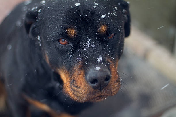 istock Rottweiler with snowflakes on the face 508618138