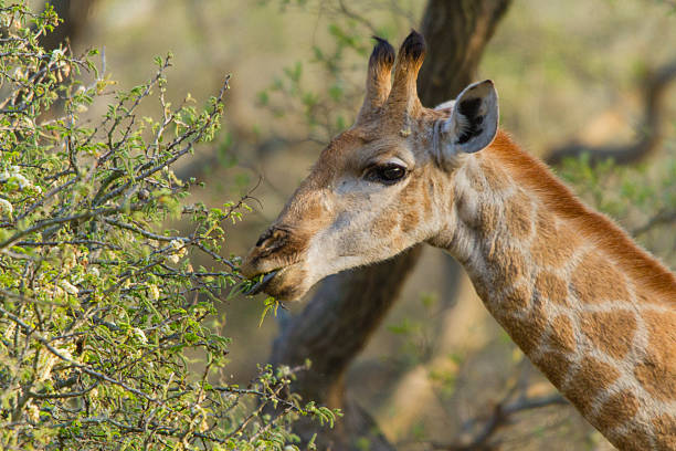 Eating giraffe stock photo