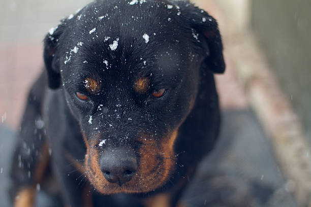 istock Rottweiler with snowflakes 508618222