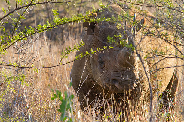 Black Rhino stock photo