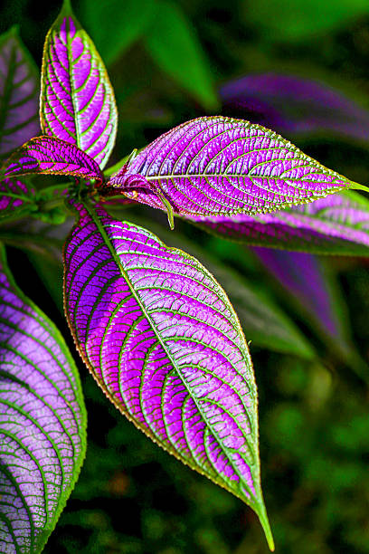 istock Purple and green tropical leaf in a jungle. 508618560