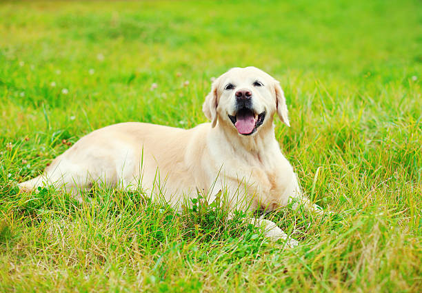 istock Happy Golden Retriever dog resting lying on grass 508618854