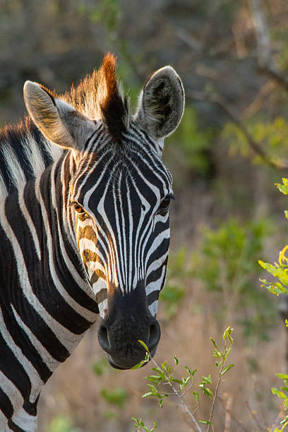 Zebra portrait stock photo