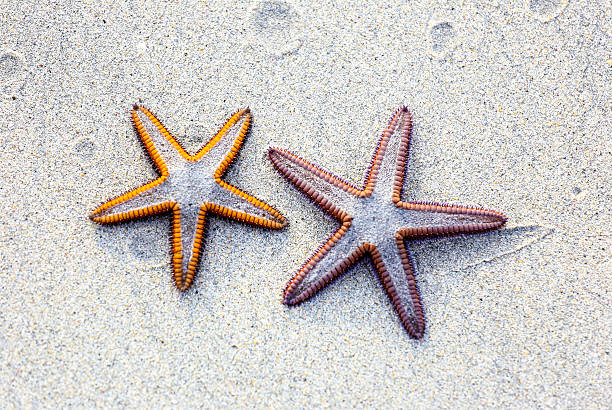 istock Two starfish on sand background on a beach. 508619718