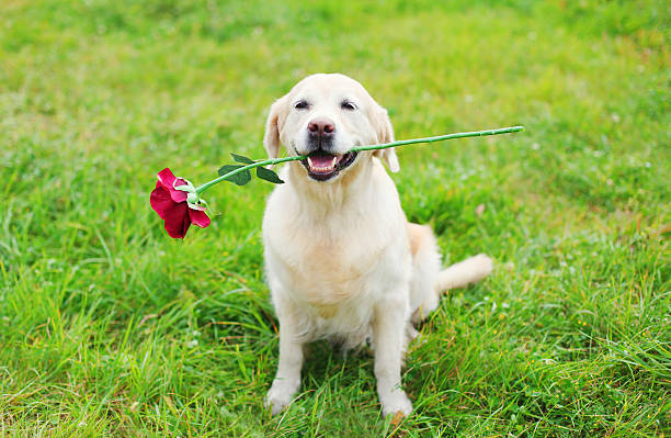 glücklich golden apportierhund hund halten roten blume im mittelfußbereich - dogrose stock-fotos und bilder