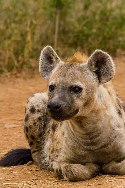 Hyena lying down stock photo