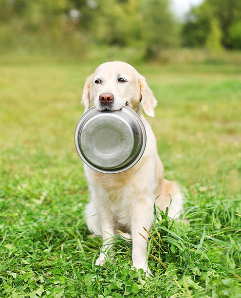 istock Golden Retriever dog holding in teeth a bowl on grass 508620672