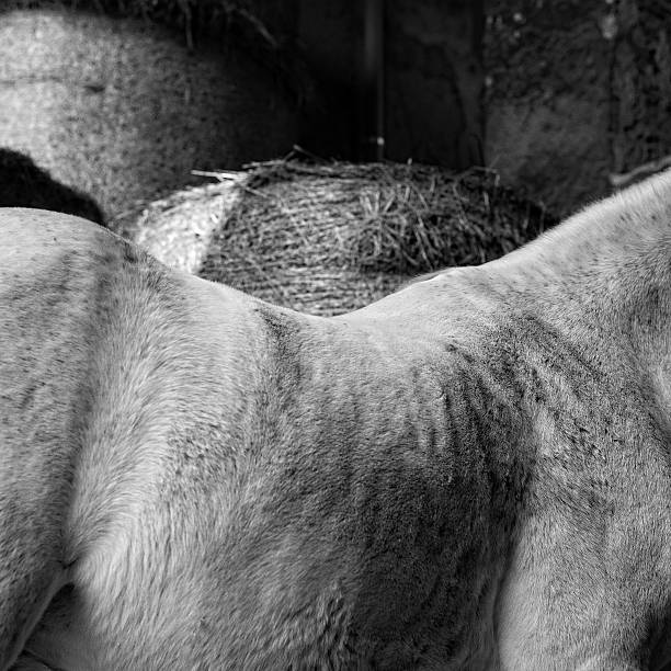 pferd hinten nahaufnahme weiß heu zylinder hintergrund - herbivorous close up rear end animal head stock-fotos und bilder