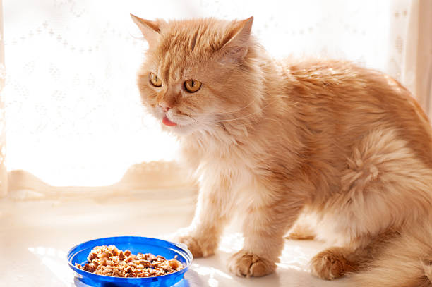 istock red cat eats food from blue bowls 508622278