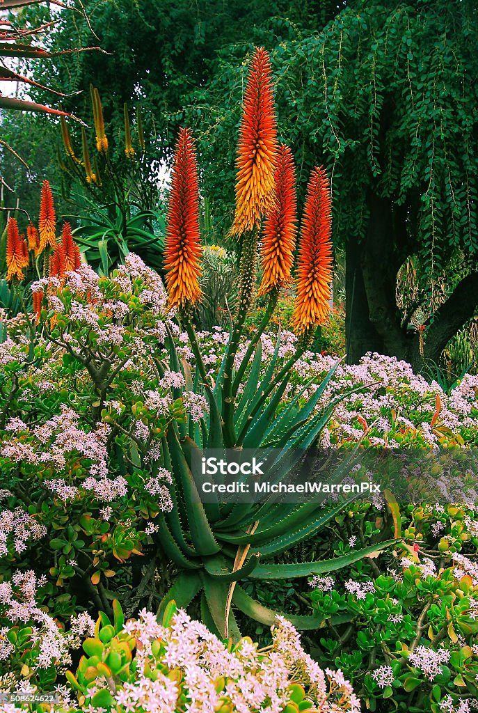 Foto de Aloe De Flores e mais fotos de stock de Babosa - Suculenta - Babosa  - Suculenta, Flor, Amarelo - iStock
