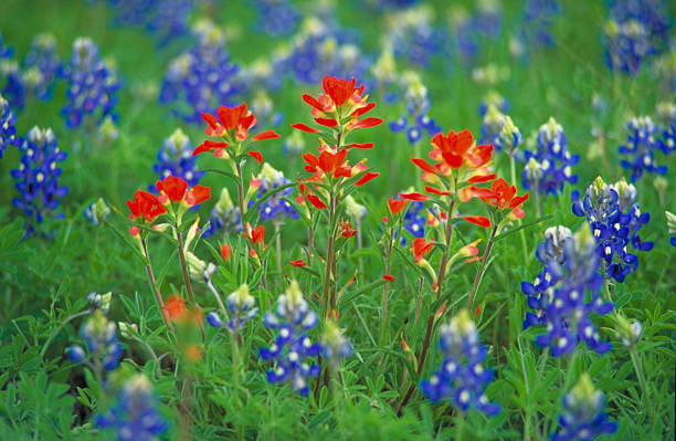 leituga - lupine single flower flower blue imagens e fotografias de stock