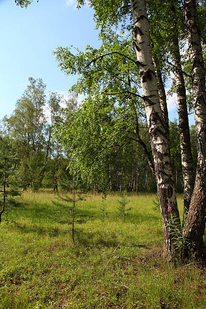 istock Summer landscape on a sunny day 508625554