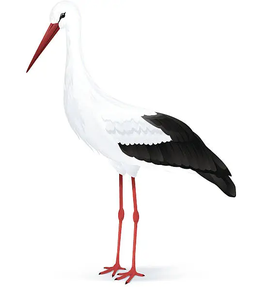 Vector illustration of White stork