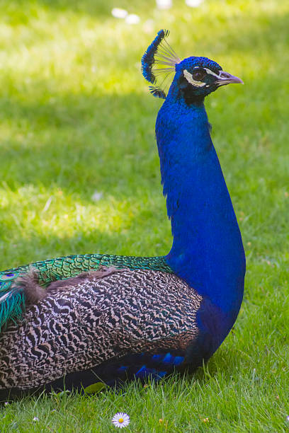 istock royal blue peacock neck rests in a garden 508626227