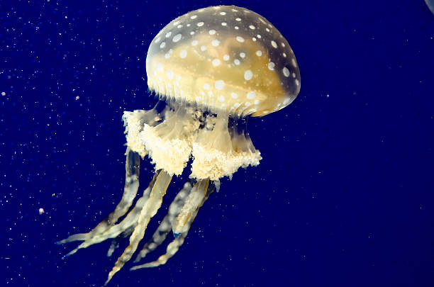 istock jellyfish in the nature 508626281