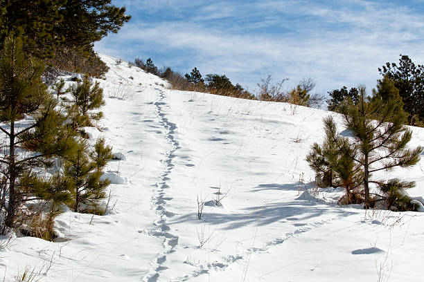 Elk tracks in the deep snow on a trail in the Pike National Forest in wintertime.