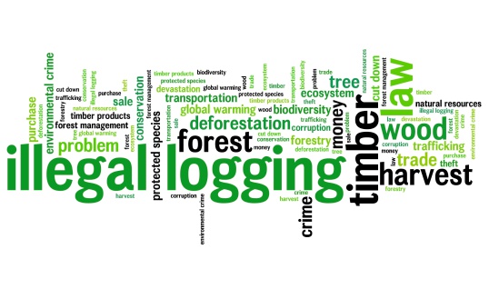Illegal logging environmental issues and concepts word cloud illustration. Word collage concept.