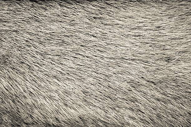 fluffy texture of fur of wild animals of beige color for abstract backgrounds