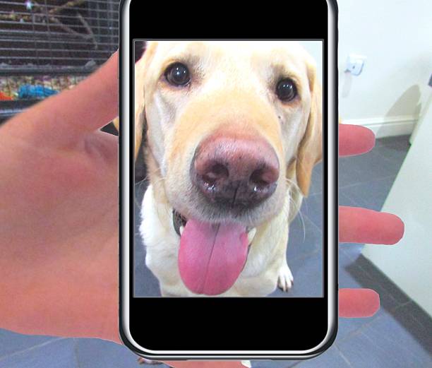 istock labrador dog smiling for a selfie 508626954