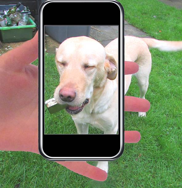 istock labrador dog smiling for a selfie 508626994