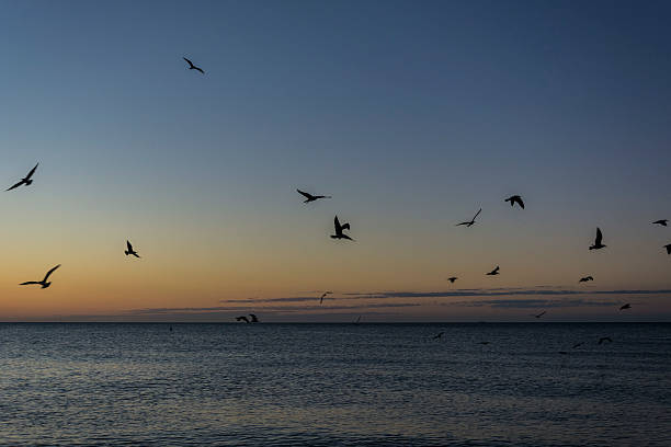 istock Sunrise on the beach 508627860