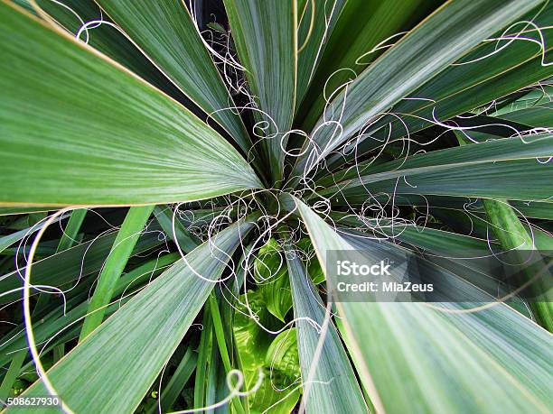 Yucca Strings Stock Photo - Download Image Now - Asparagaceae, Bush, Cassava