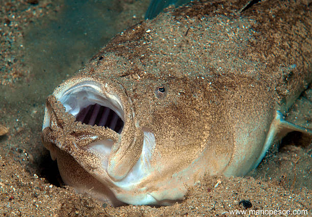 uranoscopus scaber 
Uranoscopus scaber opens his mouth to catch prey stargazer fish stock pictures, royalty-free photos & images