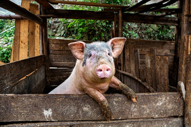 Dirty pig stands on hind legs leaning on a fence. One filthy hog in manure,  dirty pig hanging on a fence. sow pig stock pictures, royalty-free photos & images