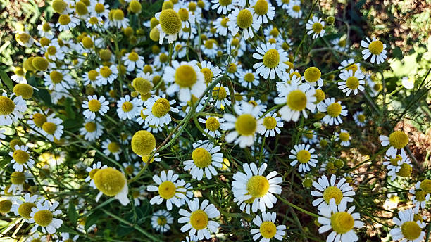 ромашковый - anthemis cotula стоковые фото и изображения