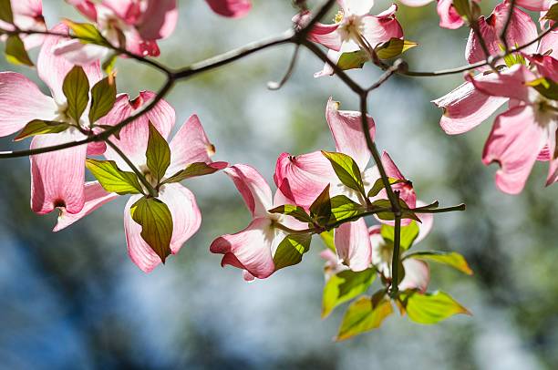 istock Pink Dogwood Flowers in Spring 508628300
