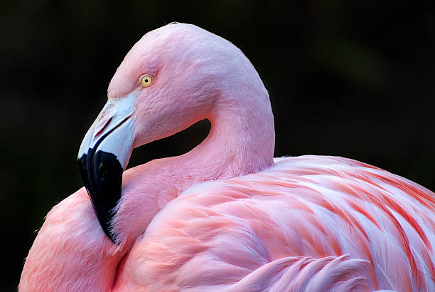 istock Pink Flamingo 508628710