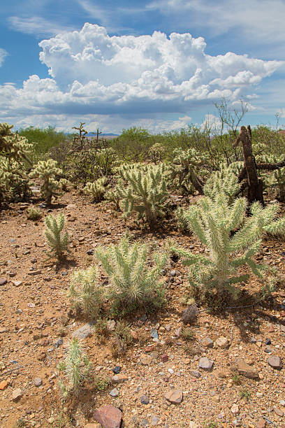 istock Cactus Plants in Monsoon Season 508628722
