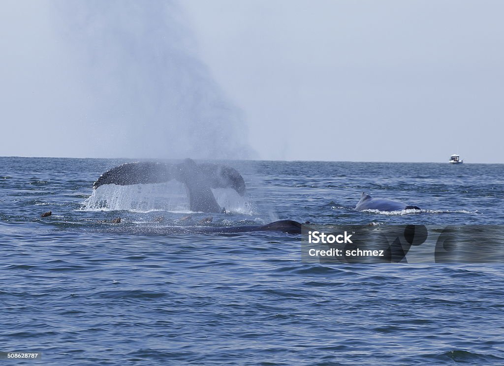 Humpback Whale Tail One whale dives while another exhales Animal Stock Photo