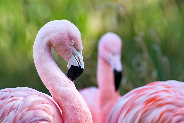 istock Pink Flamingos 508628868
