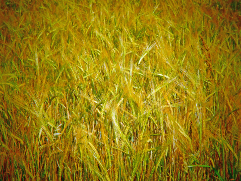 Fresh Golden Barley crop in a field on a sunny day. Very close-up detail. Bright and golden yellow, ready for cultivating into grains. No background images or colors. Image is bright, the only way clear, crisp, and vivid stock photo of just barley.