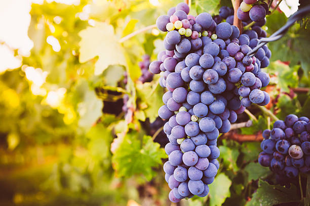 istock Red wine grapes growing in a vineyard 508629325
