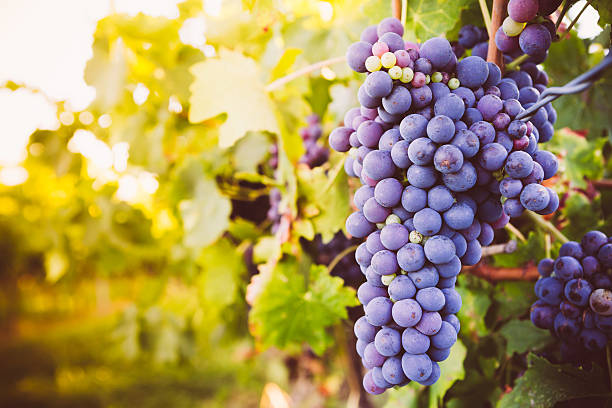 istock Red wine grapes growing in a vineyard 508629327