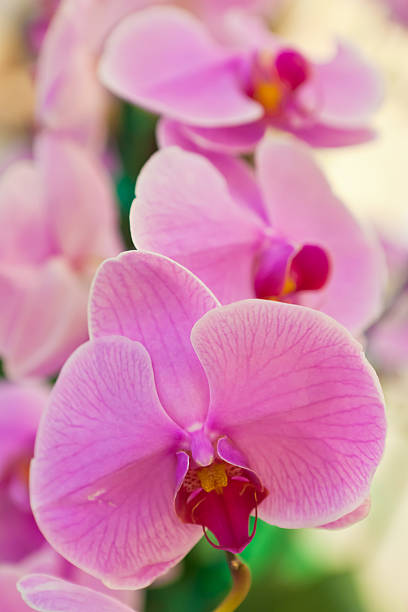 istock Phalaenopsis a kind of orchid 508630913