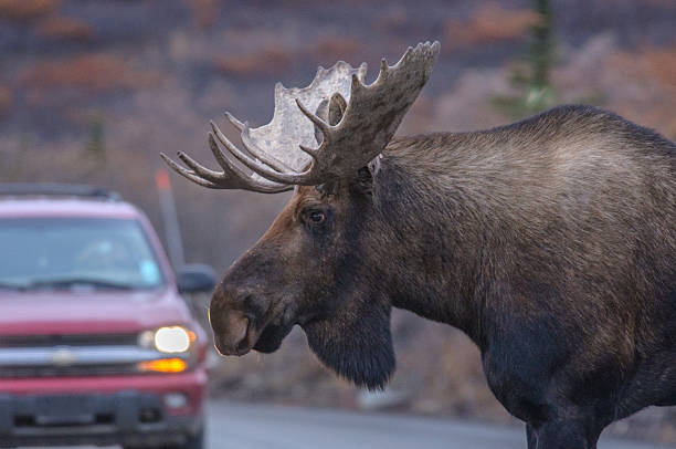 Alaska Bull Moose Close Up Near Car in Denali stock photo