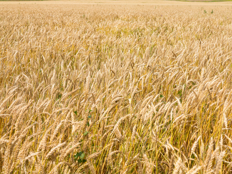Boundless infinite limitless farms or large agricultural land with golden yellow wheat crop ready for harvest or harvesting in Norfolk, England, UK, also making a beige golden brown colored background.