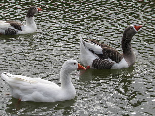 istock Ducks swimming in the river 508631101