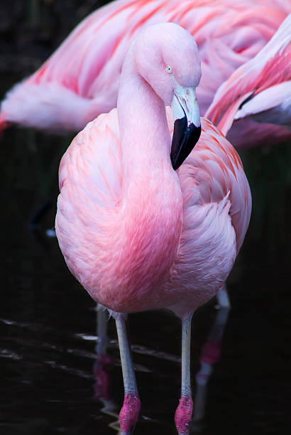 istock Pink Flamingo 508631164