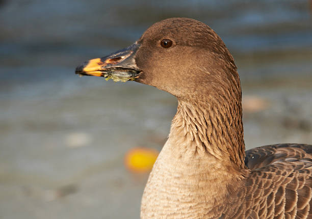 Bean Goose Waterfowl lake anser fabalis stock pictures, royalty-free photos & images