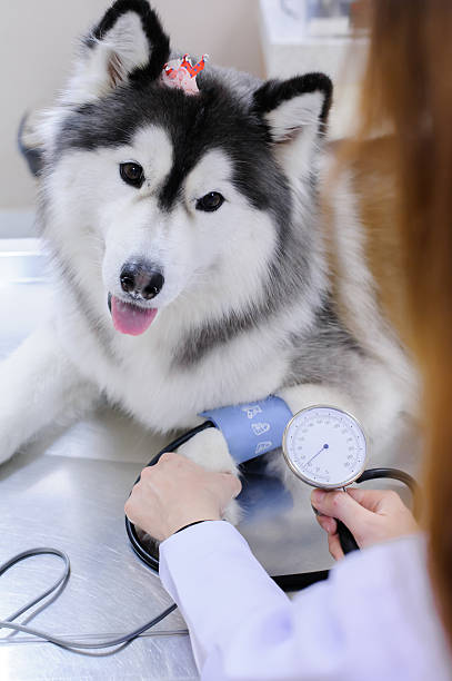 istock veterinarian examining cute siberian husky 508631453