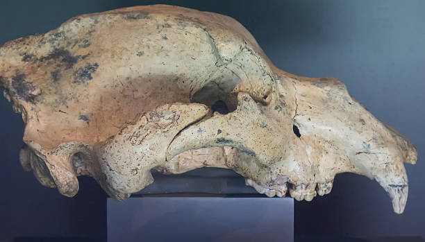 istock Animal skull prehistoric carnivore 508632135