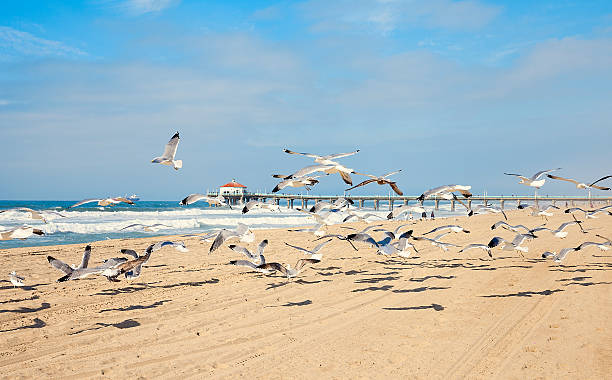 istock Manhattan Beach Pier with Seagulls 508632250