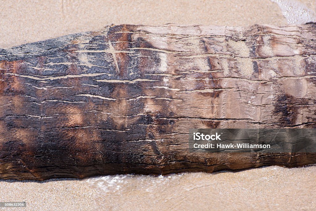 Ruff Ruff Bark Tree Washed Up On Beach Showing Ruff Bark Formation Stock Photo ...