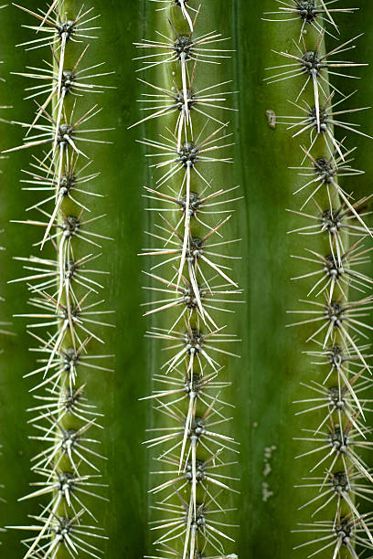 istock Close up Macro of the needles on a cactus 508632482