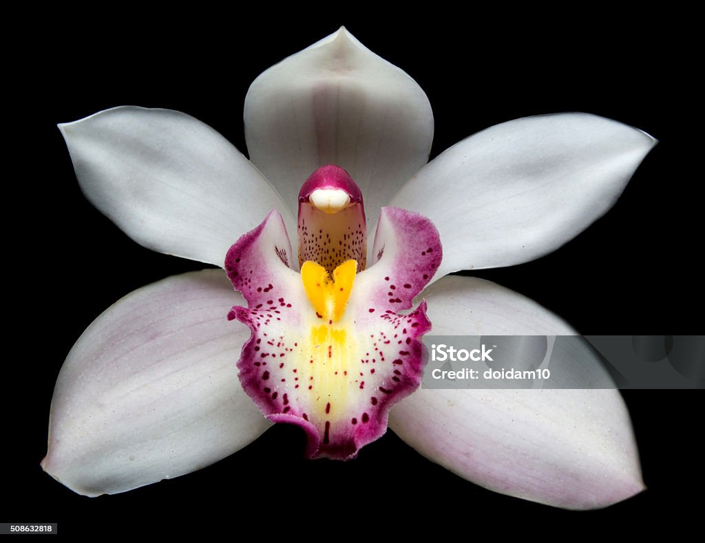 Foto de Bela Orquídea Branca Cymbidium Flores Sobre Fundo Preto e mais  fotos de stock de Amor - iStock